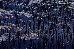 Comoros-Archipelago;-France;-High-angle-view;-Indian-Ocean;-Kaleidos;-Kaleidos-images;-La-parole-à-limage;-Laurent-Abad;-Mangrove;-Mangrove-shoots;-Mayotte;-Nature;-Reflections;-Stories-Pictures;-Water